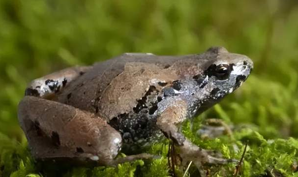 安徽发现蛙类新种 怎么感觉以前见过？（新物种出现）