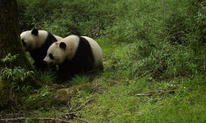 四川雅安大熊猫下山进村溜达 村民还以为是花狗（四川熊猫）