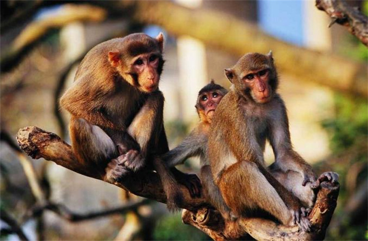 日本野猴突袭人类 野生猴子为什么要袭击人类？（野生动物）