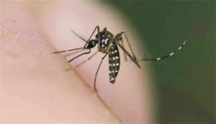 蚊子为什么喜欢咬人 而且专挑味道重的？（蚊子嗅觉）