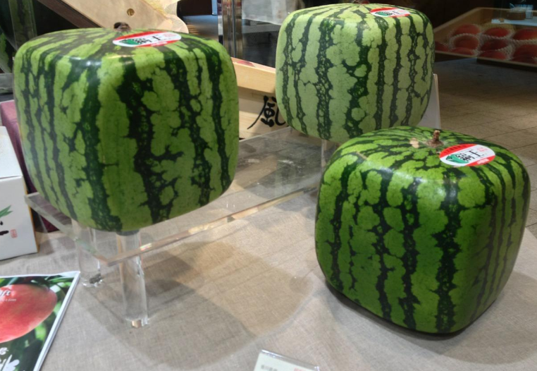 日本研究出来的特殊西瓜 居然敢卖到100多块钱（方形西瓜）