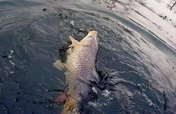 杭州一个湖泊里面有鱼类疯狂跳动 这是在预示着什么？