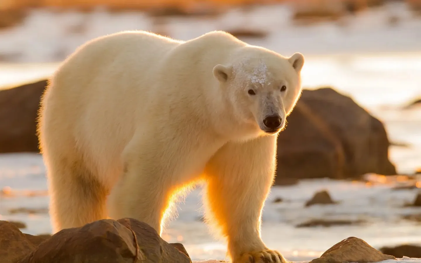 被两次送到北极的悲催灰熊，差一点儿被冻死在北极（白化病灰熊）