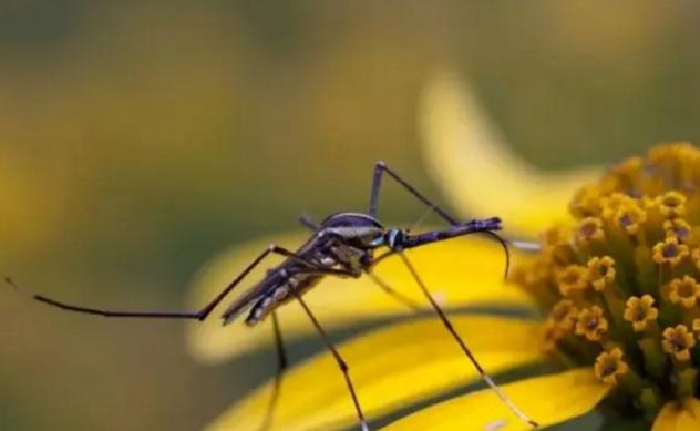 美国即将释放大量的蚊子，居然可以免除很多人的痛苦
