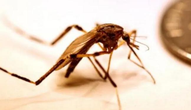 美国即将释放大量的蚊子，居然可以免除很多人的痛苦