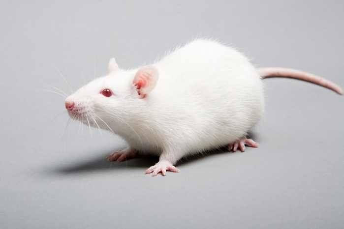 为什么都喜欢用小白鼠做实验，居然是这个原因（科学实验品）