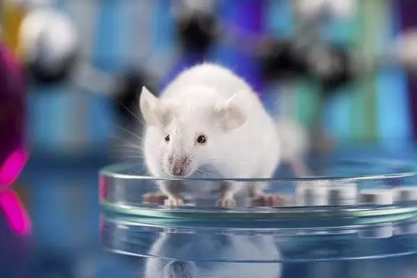 为什么都喜欢用小白鼠做实验，居然是这个原因（科学实验品）