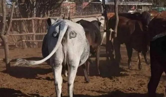 在牛的屁股上画上一个眼睛，居然能够保护牛群的安全（放牧技巧）