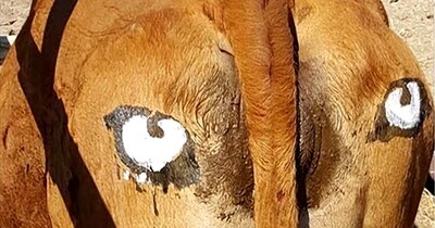 在牛的屁股上画上一个眼睛，居然能够保护牛群的安全（放牧技巧）
