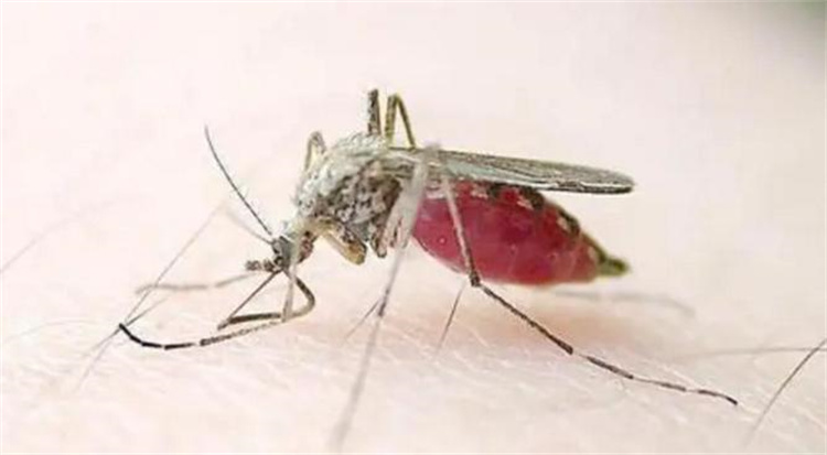 每年可以杀死上百万的人类 蚊子究竟做了什么？（传播瘟疫）