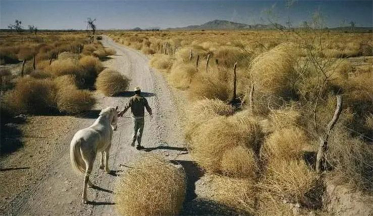 美国电影中经常可以看到的风滚草 虽然是一种入侵植物