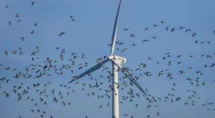 风力发电成为鸟类噩梦 还有必要继续存在吗？（风力发电）