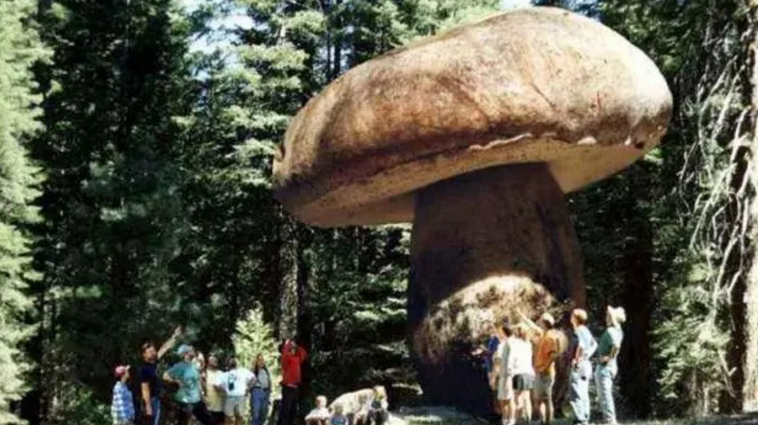 世界上最大的蘑菇 重量相当于三条鲸鱼（巨大蘑菇）