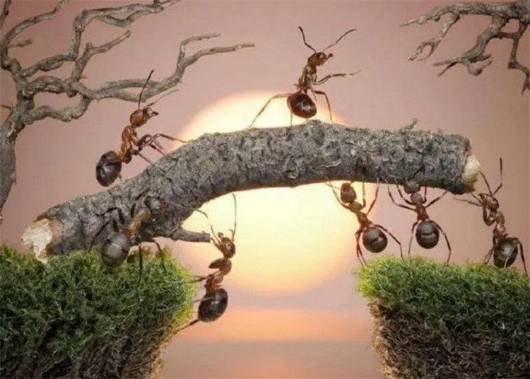 世界上有没有二维生物 蚂蚁算不算？（二维世界）