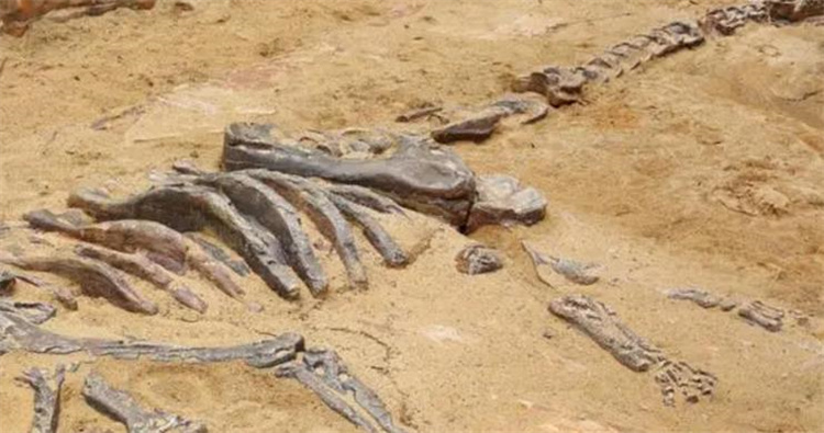 癌症居然有这么多年的历史 找到了病变的化石骨头（恐龙癌症）