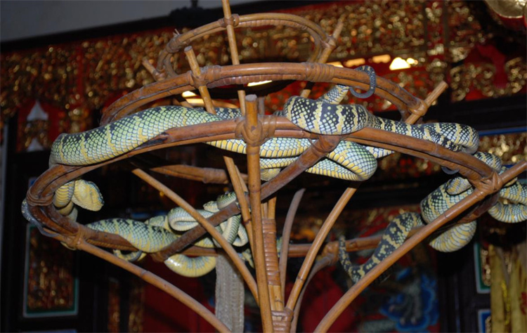 全世界唯一一座蛇庙  为啥游客络绎不绝（毒蛇横行）