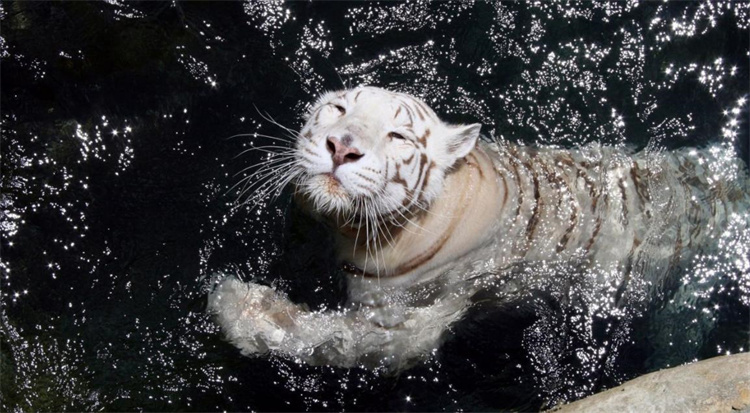 如果救了一只落水的老虎 老虎会不会感激（野生动物）