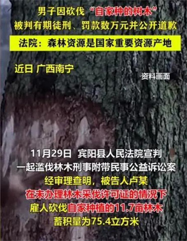 广西男子砍自己家里的树 居然被判刑两年（森林资源）