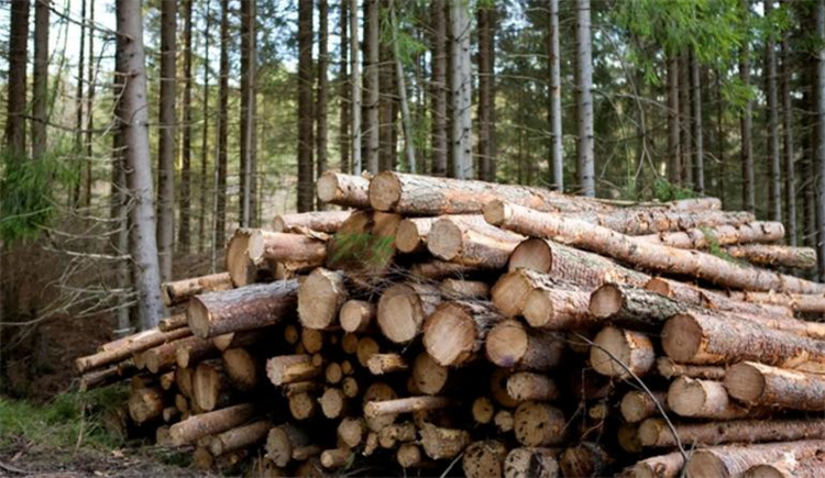 广西男子砍自己家里的树 居然被判刑两年（森林资源）
