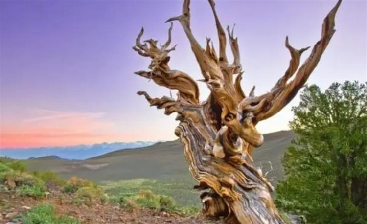 世界上寿命最长的树 居然败给了高温环境（全球高温）