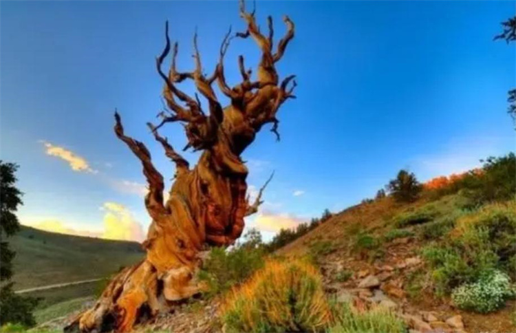 世界上寿命最长的树 居然败给了高温环境（全球高温）