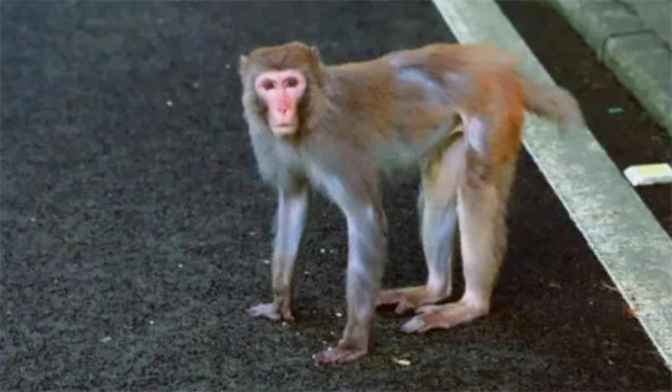 猴子正在报复人类 他们为什么这么凶？（猴子伤人）