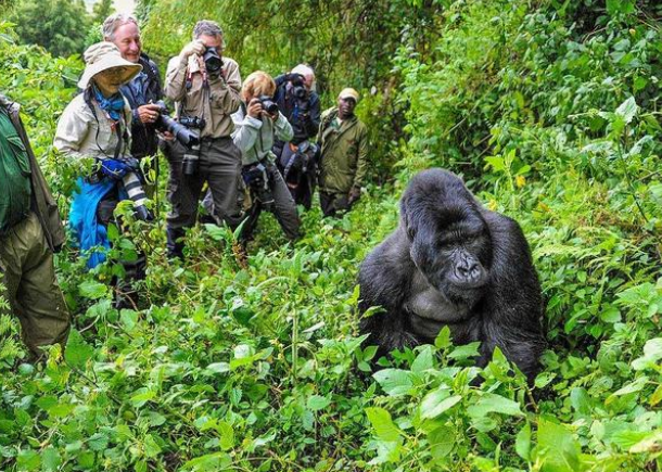 非洲刚果雨林 为啥成为了人类的禁区？（森林禁区）