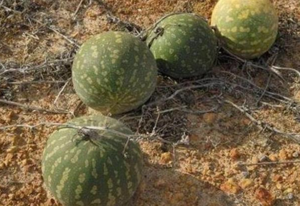 沙漠里可能会见到的西瓜 为啥没有人敢吃？（沙漠西瓜）