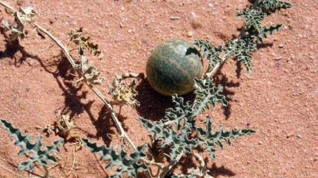 沙漠里可能会见到的西瓜 为啥没有人敢吃？（沙漠西瓜）
