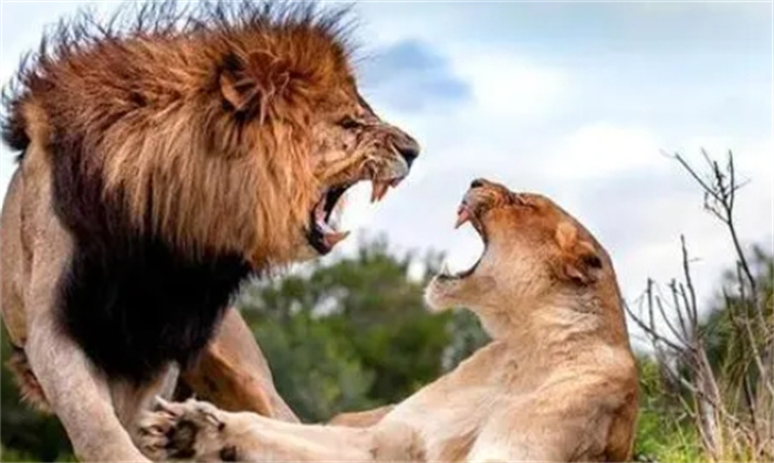 年老的狮子最终归宿是怎样的？母狮和雄狮一样吗？