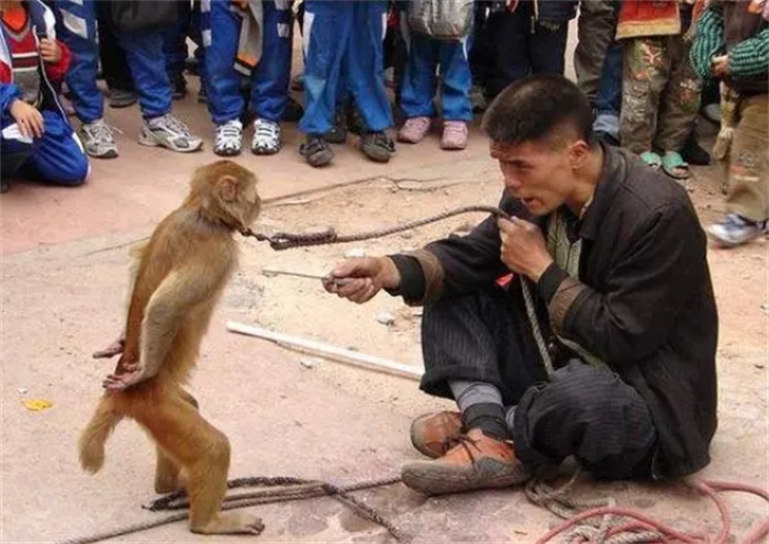 猴子小巧聪明，为何没有被人类驯化为家养动物？