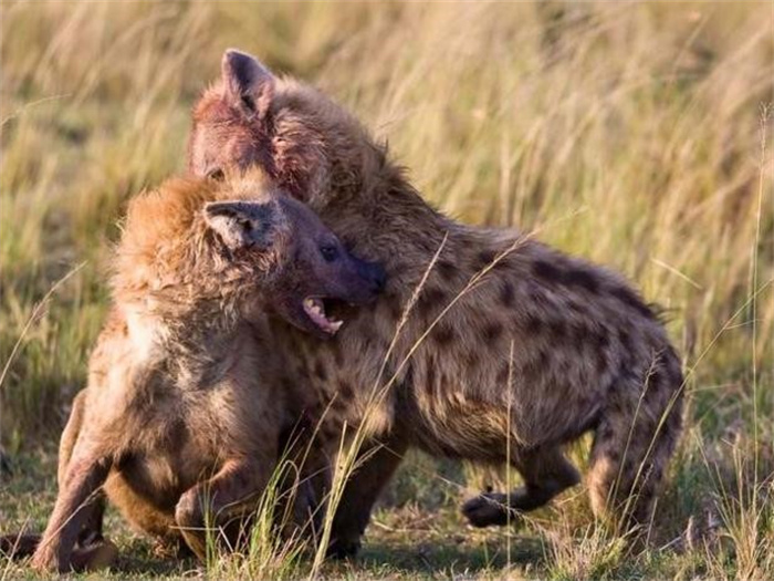 鬣狗真的是内斗最严重的群居动物吗 为什么
