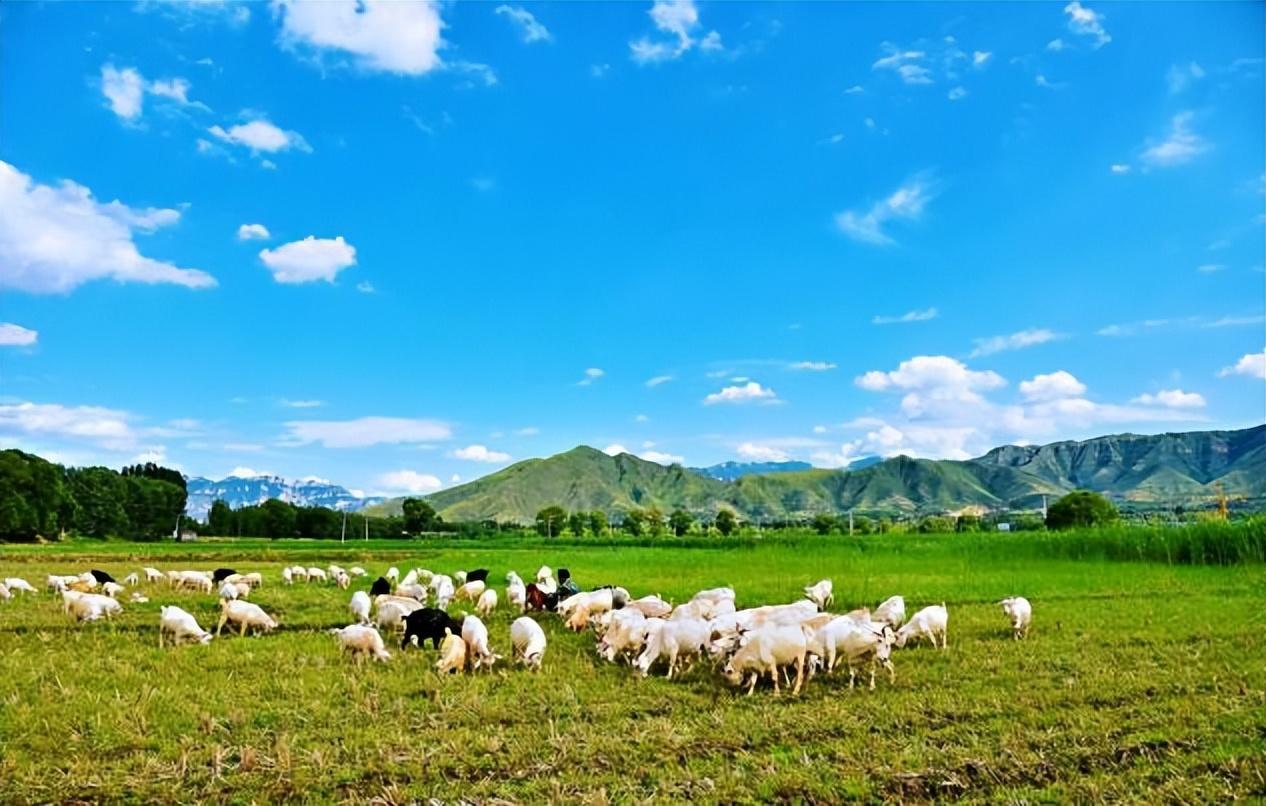 1994年青海牧民放羊，不料羊无端转圈，靠近后竟发现“匈奴金库”