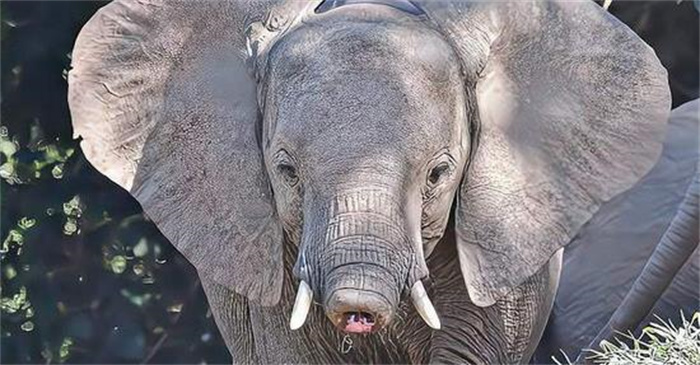 失去鼻子，大象一定会死吗？