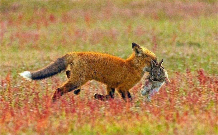 母狐向人讨食 养大5只幼狐 黄鼠狼进村偷鸡 母狐就咬死黄鼠狼