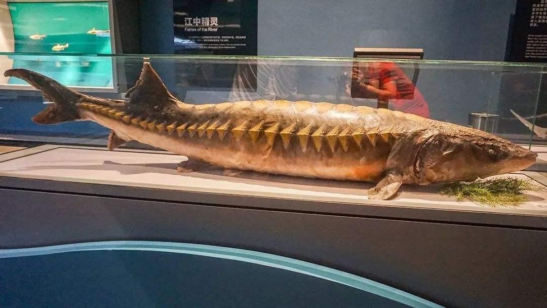 1958年毛主席参观安徽省博物馆，途中突然问解说员：这条鱼吃人吗