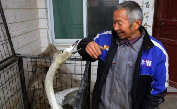 2015年山西老汉捡回一只受伤大鸟，救治几天后发现：国家保护动物
