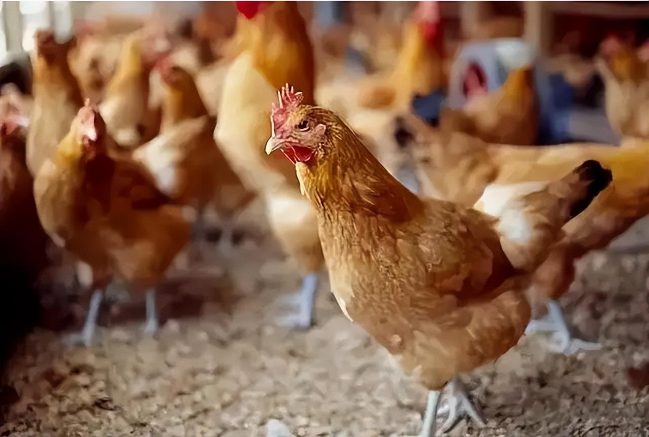 2019年兰州一养鸡场，只听鸡叫不见产蛋，民警调查后23人被抓获刑