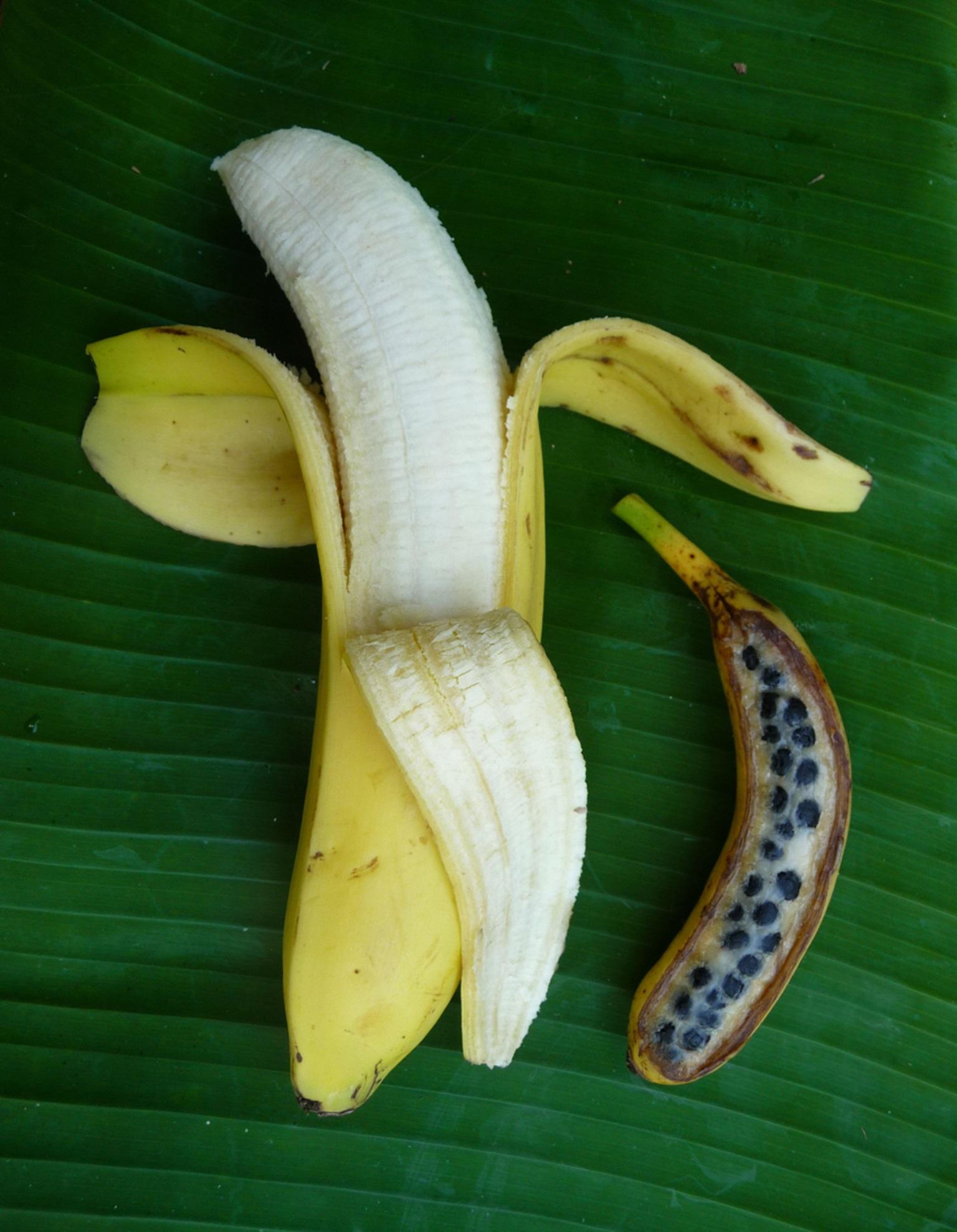 美食考古迎中秋，与巴布亚新几内亚有关？香蕉物语