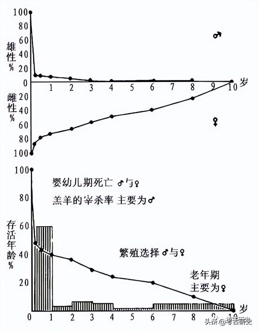 李志鹏：殷墟出土羊骨的动物考古学研究