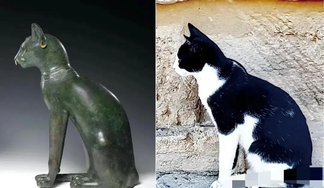 神猫：古埃及艺术与信仰中的贝斯特形象探析