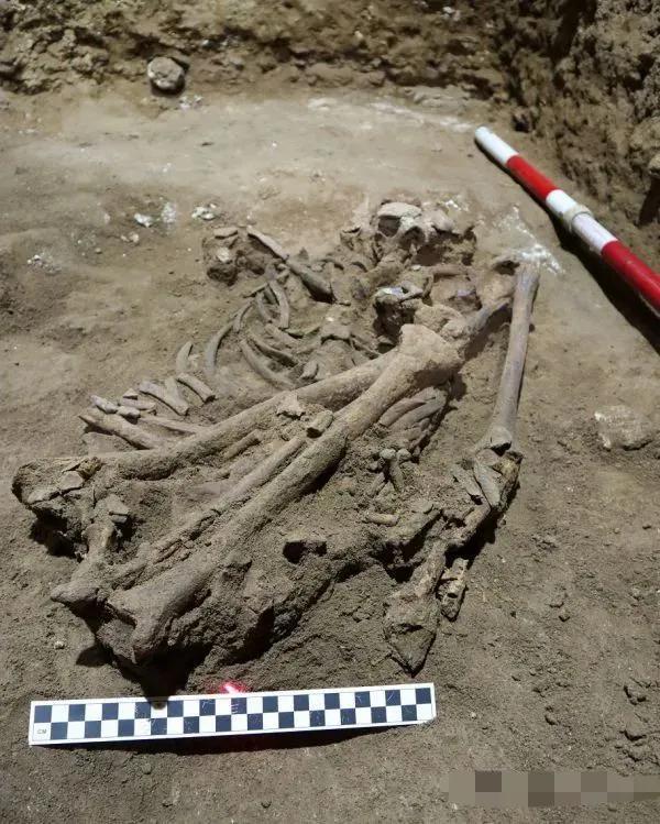 颠覆医学史！3万年前人类如何截肢?
