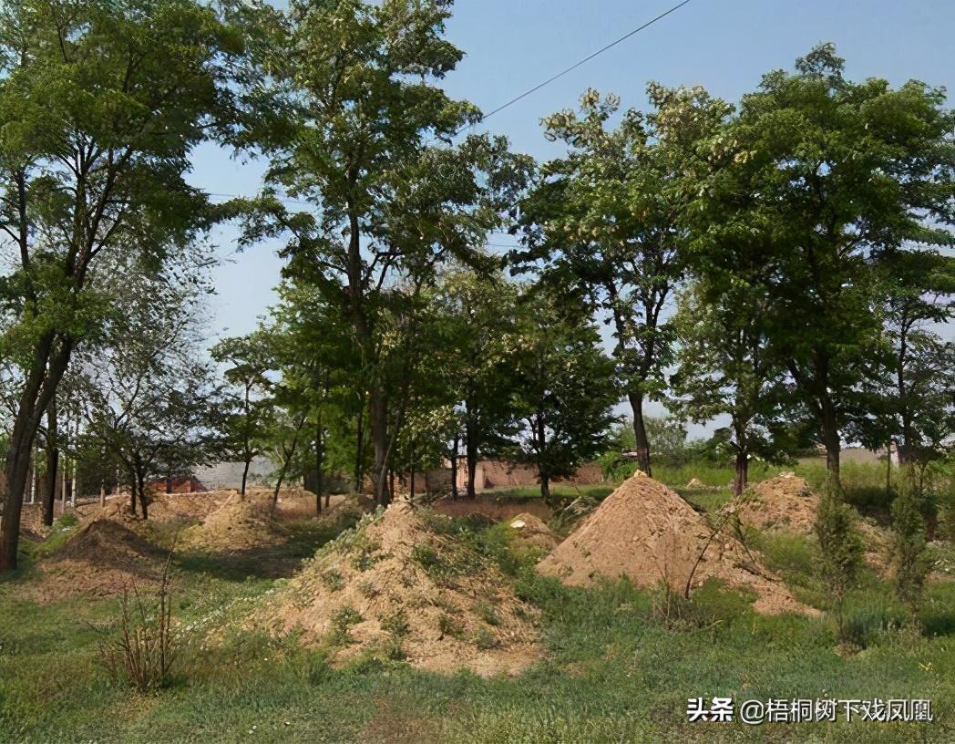 中国人祖坟传说：坟上树被守墓人砍了，巧合的是家里不久连死3人