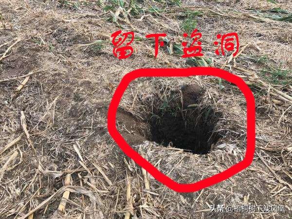 这盗墓头头上了央视：写盗墓笔记，派人保护墓地，拉考古专家入伙