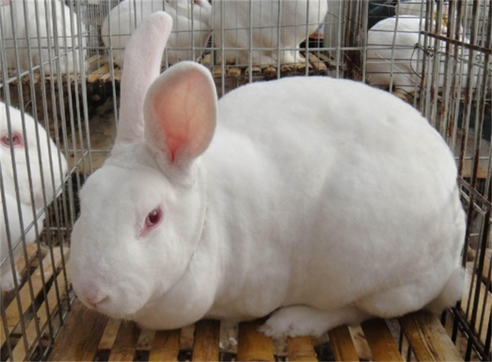 兔子繁殖很快，兔肉也别具风味，那为啥兔肉没能成为主流肉食呢？