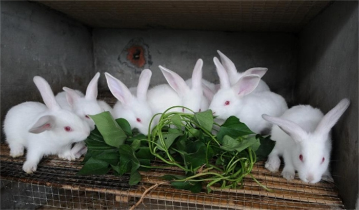 兔子繁殖很快，兔肉也别具风味，那为啥兔肉没能成为主流肉食呢？