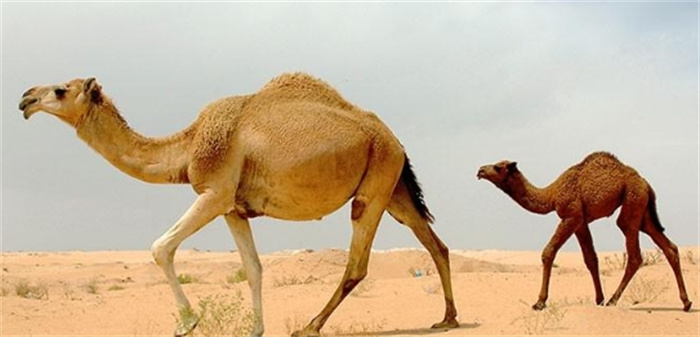 大象都能被吃，骆驼却几乎没有天敌，为何没食肉动物吃它？