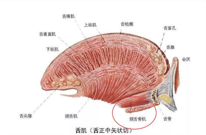 舌头不会感到疲劳为何人类没把舌头进化成武器