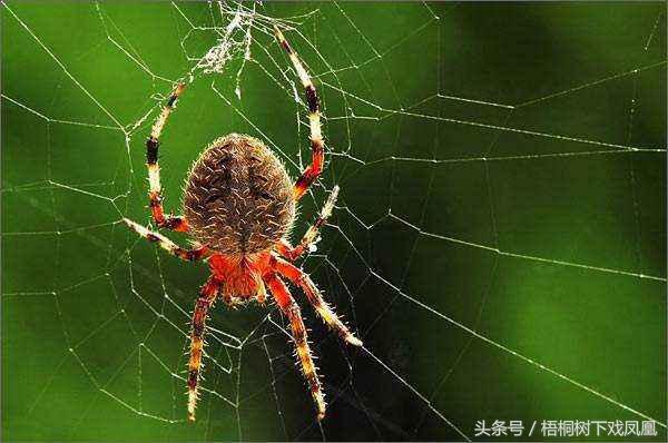 唐朝时一妻子衣裙晚上自动解开，次日又见蜘蛛，她想到了一件美事