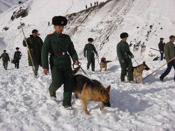 中国从什么时候使用军犬的？汉朝有“狗监”，唐朝设“狗坊”